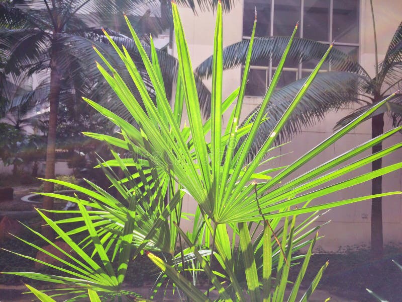 Green leaves reflect stock photo. Image of garden, forest 102536176