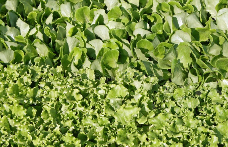 Green leaves salad to eat stock photo. Image of background 24778600