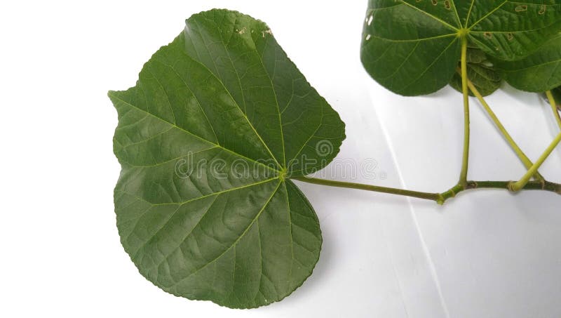 Green leaves of a sea hibiscus tree on a white background royalty free illustration