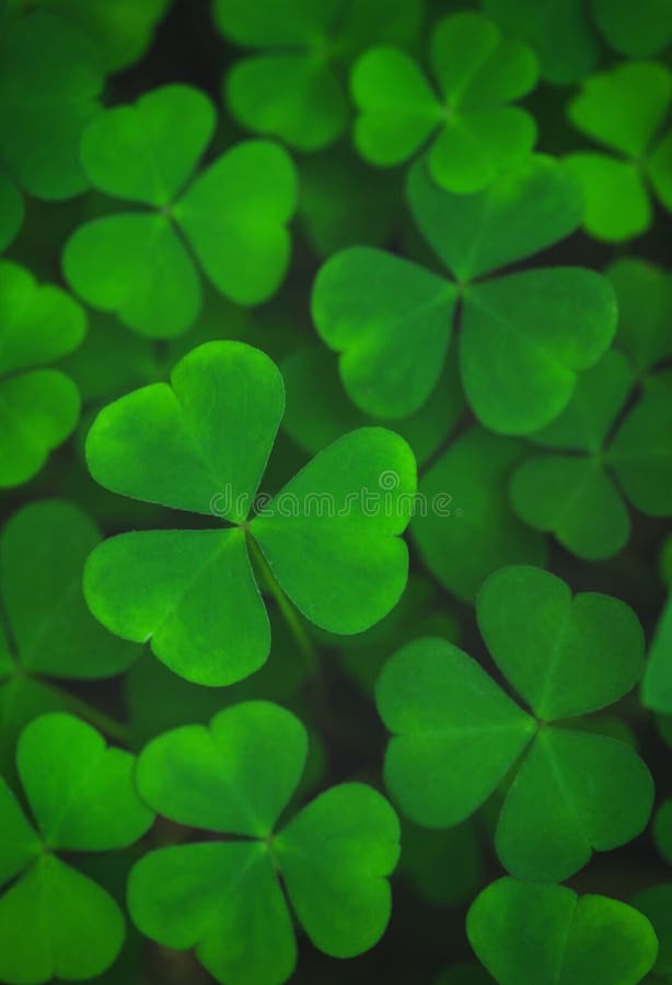 Macro view fresh green leaves of shamrock background