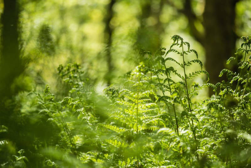 Green leaves of Spring fern close up in the forest, natural background