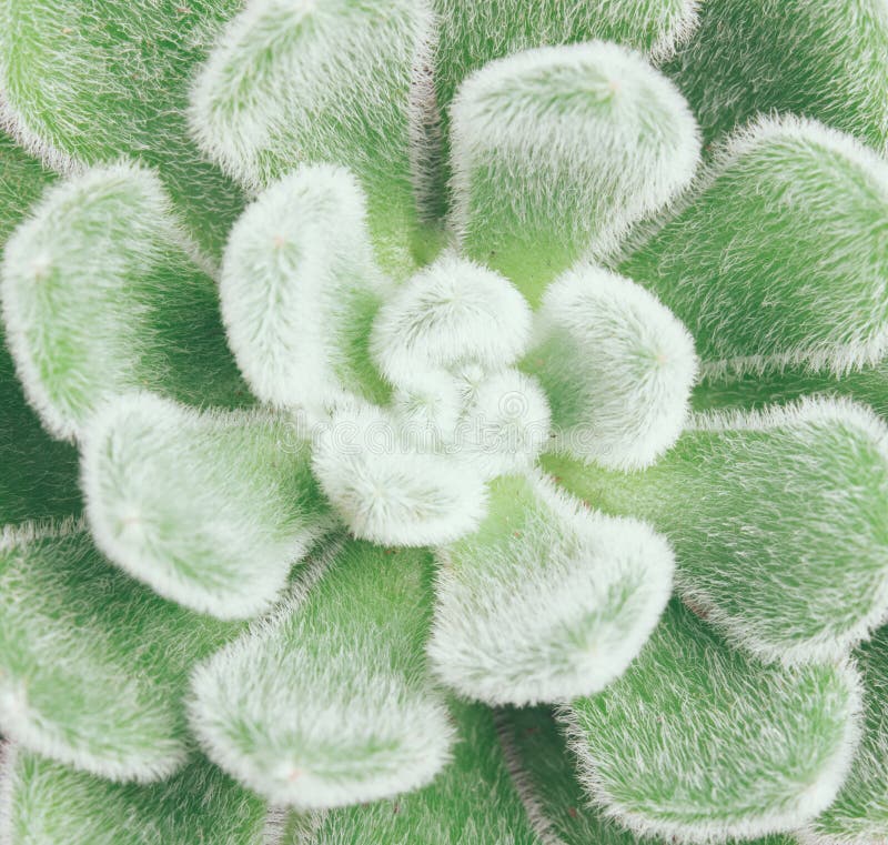 Succulent macro stock photo. Image of macro, plant, green - 71439910