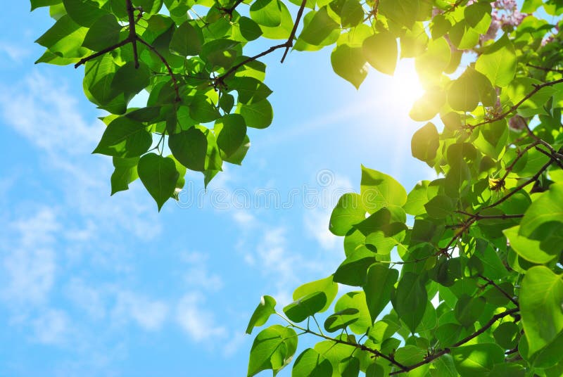 Green Leaves And Sun Stock Photo Image Of Nature Freshness 18458760