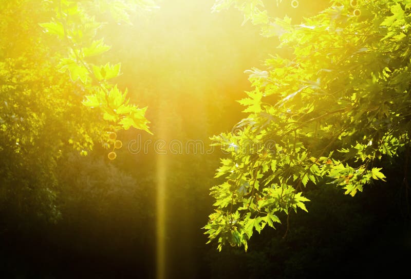 Green leaves and sun