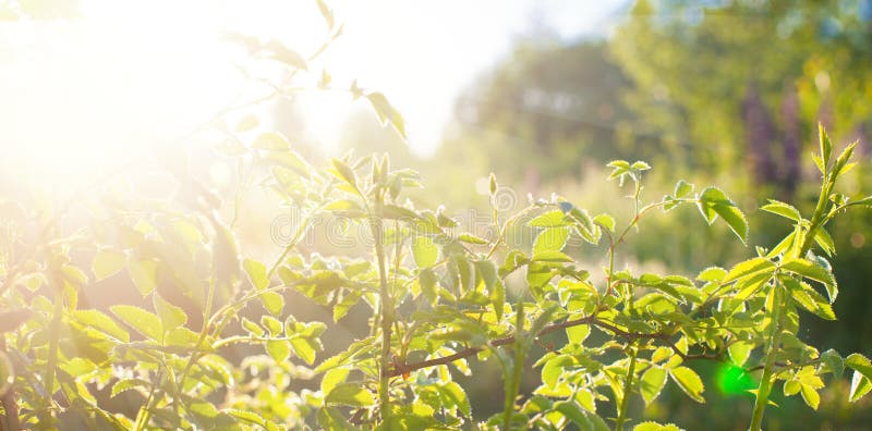 Green leaves at sunrise, plant rose in morning with sunlight