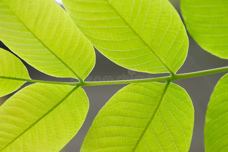 Green Leaves in sunshine.