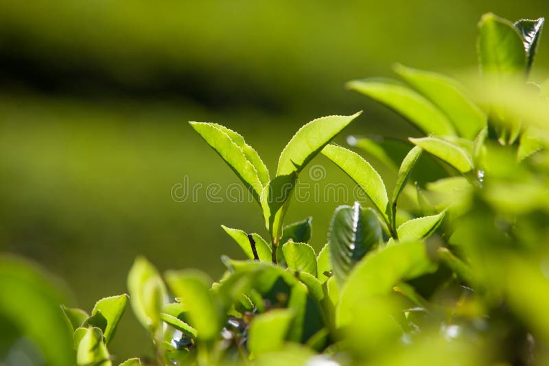 Green leaves of tea royalty free stock photos