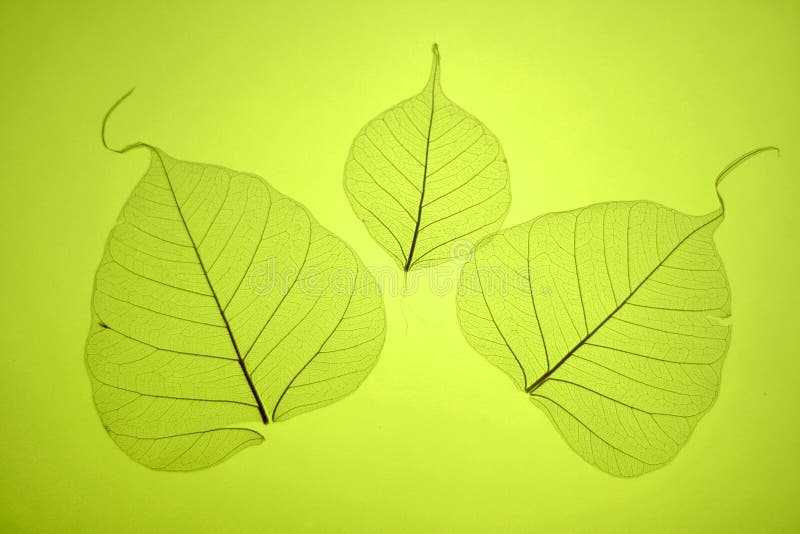 Green leaves texture