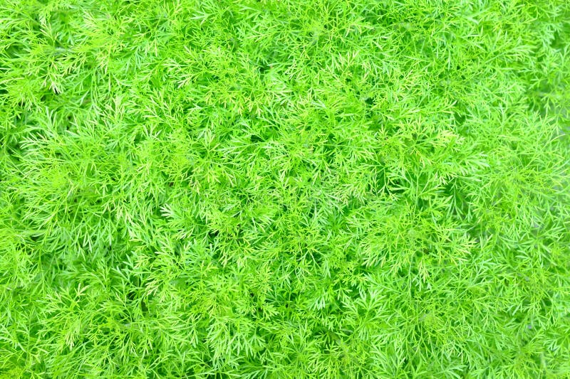 Green Leaves Texture Background. stock photos Green Leaves Texture Background. stock photos