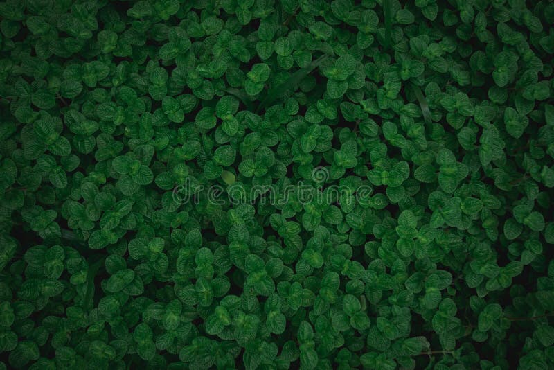 Green Leaves Texture Top View Background. Full Frame of Tropical Dark Green  Leaf Tone Stock Photo - Image of closeup, background: 161279510