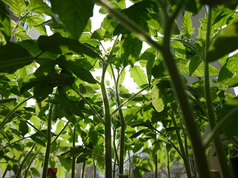 Green Leaves of a Tomato Tree Stock Photo Image of summer, farm