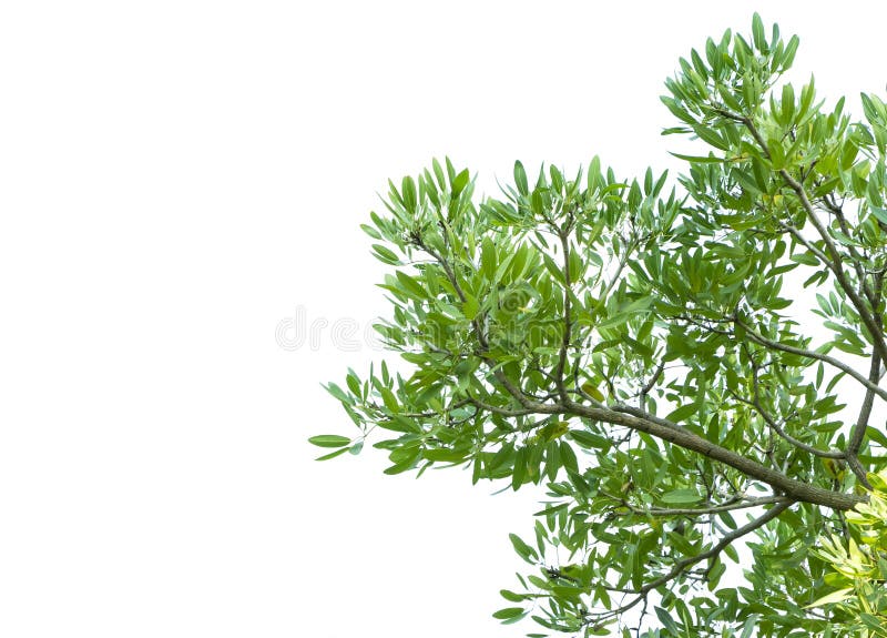 Green leaves and tree branch isolated on a white background stock image
