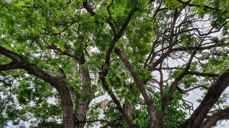 Green Leaves and Tree Branches Under Overcast Sky. Overcast grove stock images, royalty-free photos and pictures
