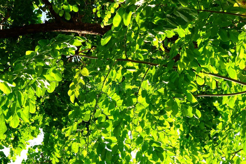 Green Leaves Tree. stock photography Green Leaves Tree. stock photography