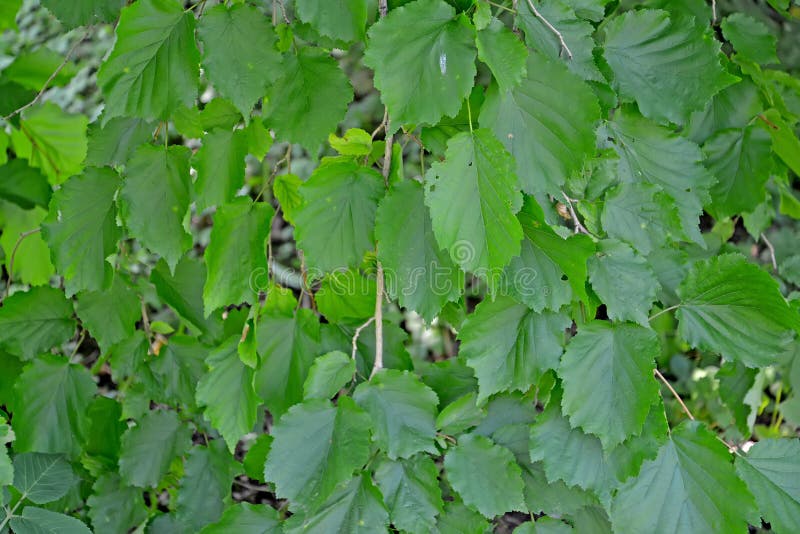 Green Leaves of Treeshaped Hazelnut Bear Nut Corylus Colurna L. Stock Photo Image of