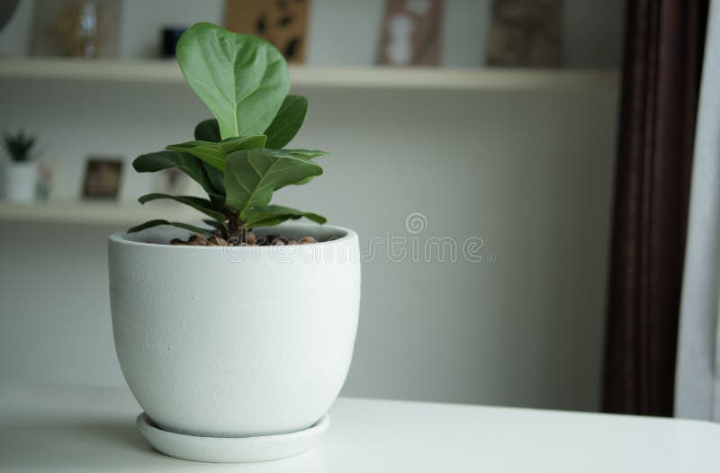 Green Leaves Tree on White Ceramic Pots in Living Room Stock Image