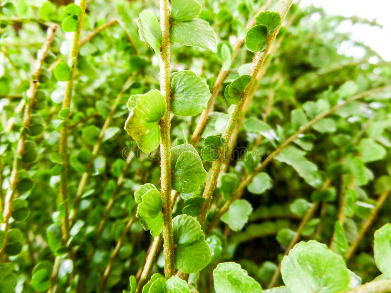 Green Leaves Tropical Jungle Fern Growning Stock Photo - Image of grass