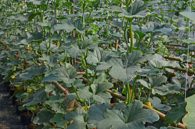 Green Leaves and Vine of Melon Stock Photo Image of green, natural