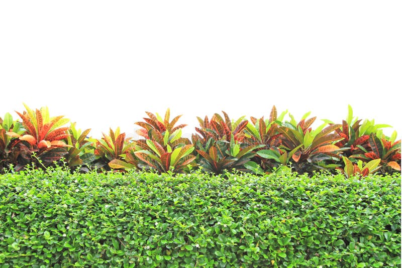 Green leaves wall stock photo. Image of ecology, flora 26002786