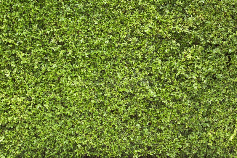 Green leaves wall as background