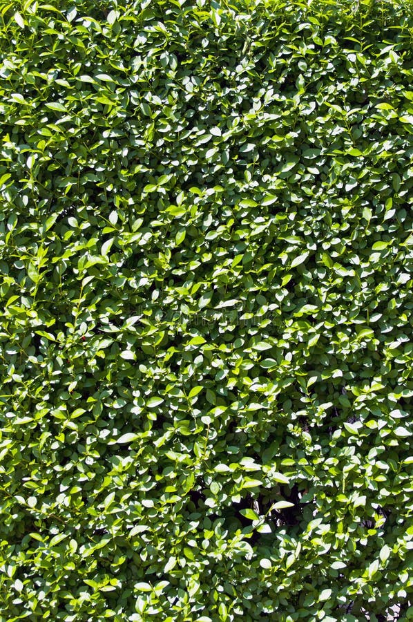 Green Leaves Wall Background Stock Photo Image of herb, leafs 151727478