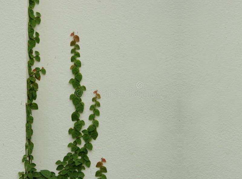Green leaves on wall stock photo. Image of abstract, flower 43807934