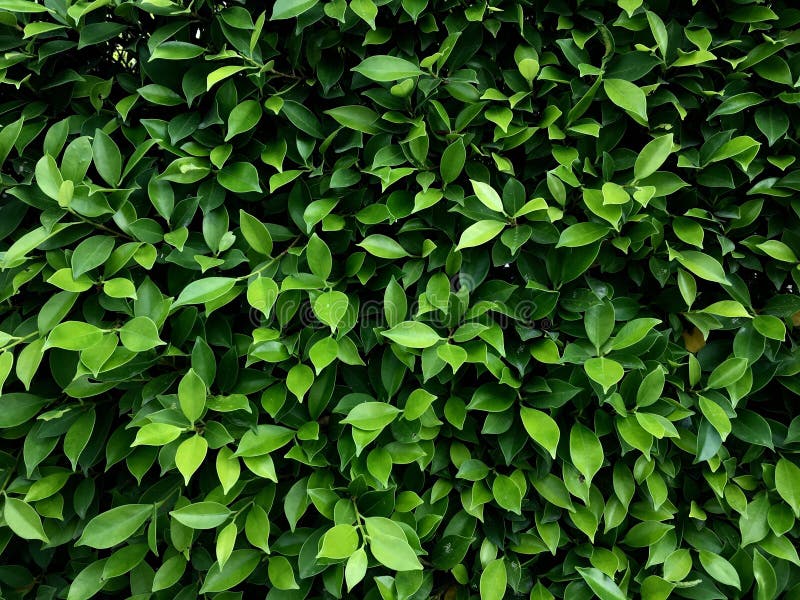 Green Leaves Wall Background Stock Photo Image of leaves, background 115017056