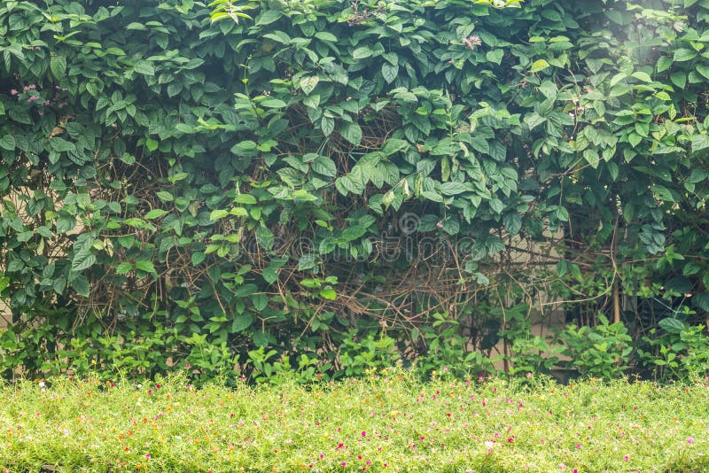 Green leaves wall stock photo. Image of beautiful, decorate 94447368