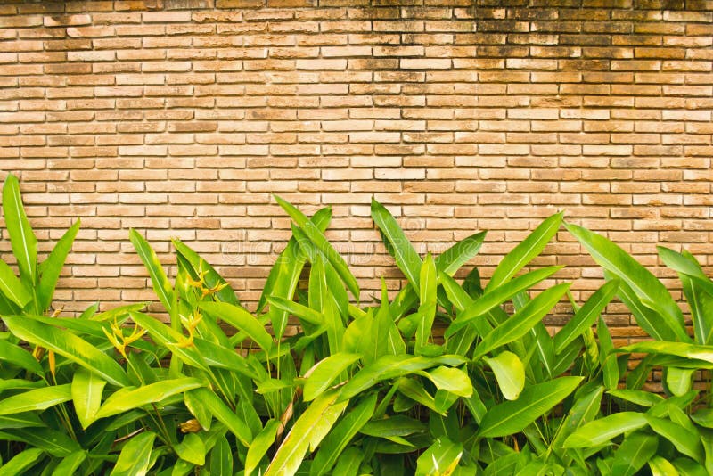 Green leaves on wall stock image. Image of culture, building 39382439