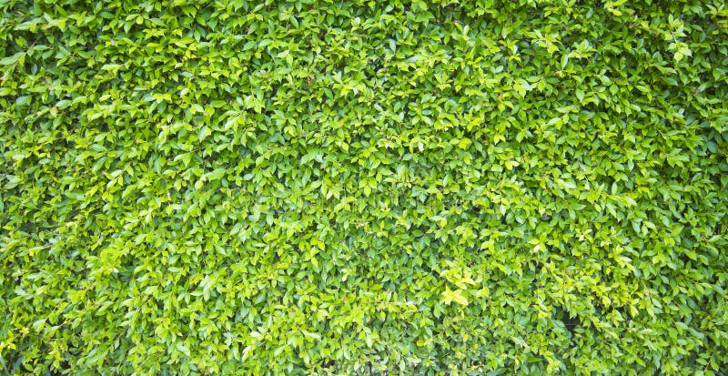 Green leaves wall background or texture and copy space for text or image royalty free stock photography