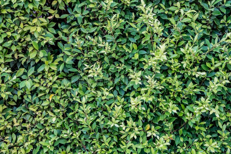 Green leaves wall stock photo. Image of gardening, vertical 79843746