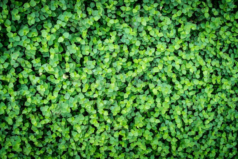 Green leaves wall stock photo. Image of gardening, wall 81713186