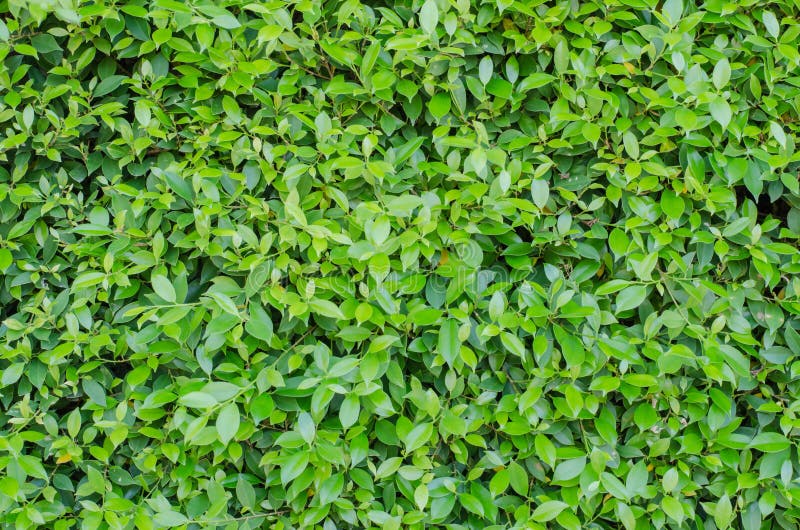 Green leaves wall stock photo. Image of botany, plant 64074038