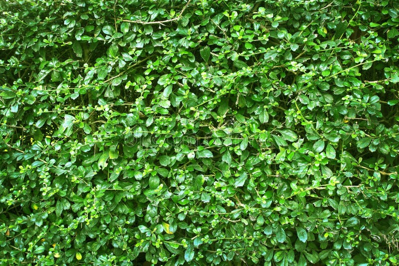 Green leaves wall texture or backdrop of tree fence. Nature pattern for background and design