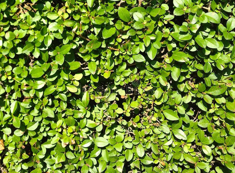 Green leaves Wall Texture stock image. Image of repeat - 55515271