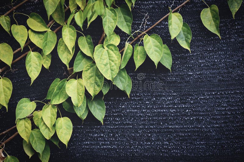 Green Leaves on Wall Vines Natural Green Plant Leaf Texture on Dark Background Stock Image