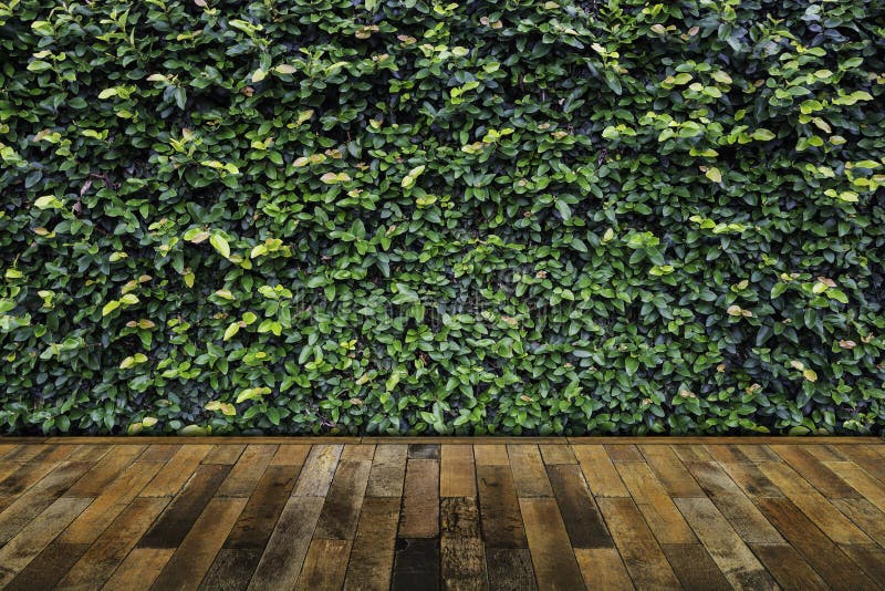Green Leaves Wall with Wood Floor. Stock Photo Image of ecology