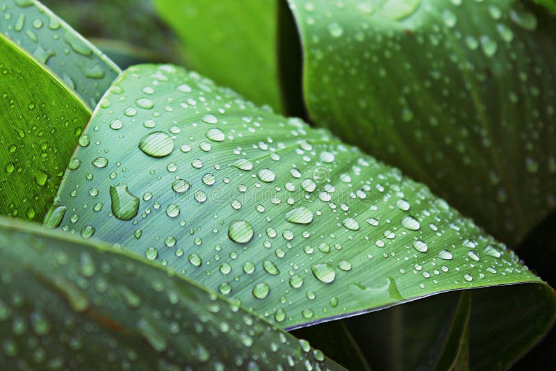 Green Leaves Water Drops Picture. Image 101605919