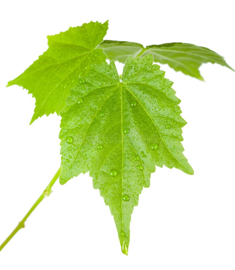 Green leaves with water drops