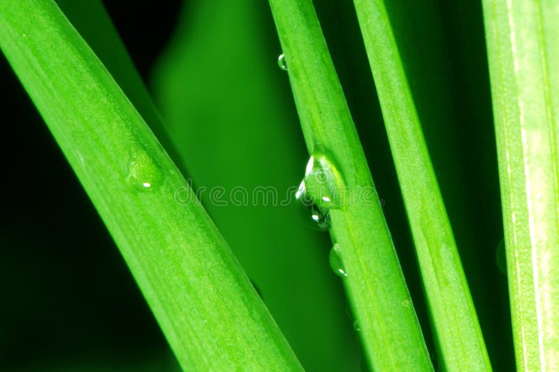 Green leaves and water drops
