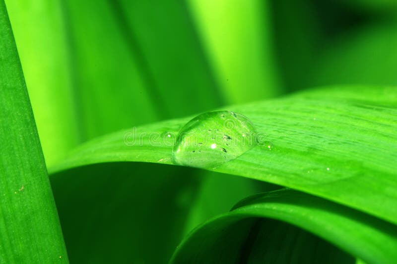 Green leaves and water drops