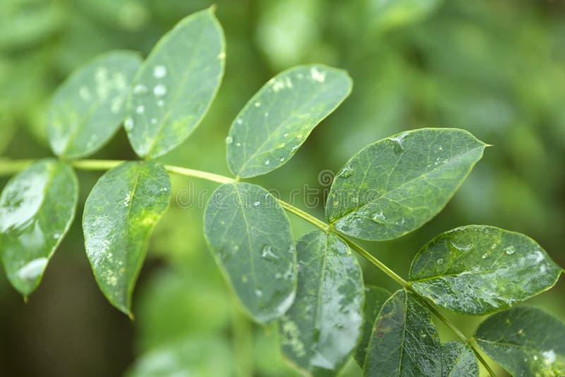 Green leaves with water drops. Macro dew drop leaf on blur background. stock images