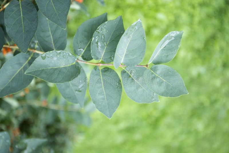 Green leaves with water drops. Macro dew drop leaf on blur background. royalty free stock image