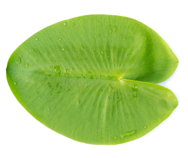 Green leaves water lily