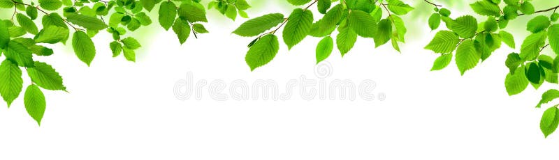Green leaves on white as a wide border