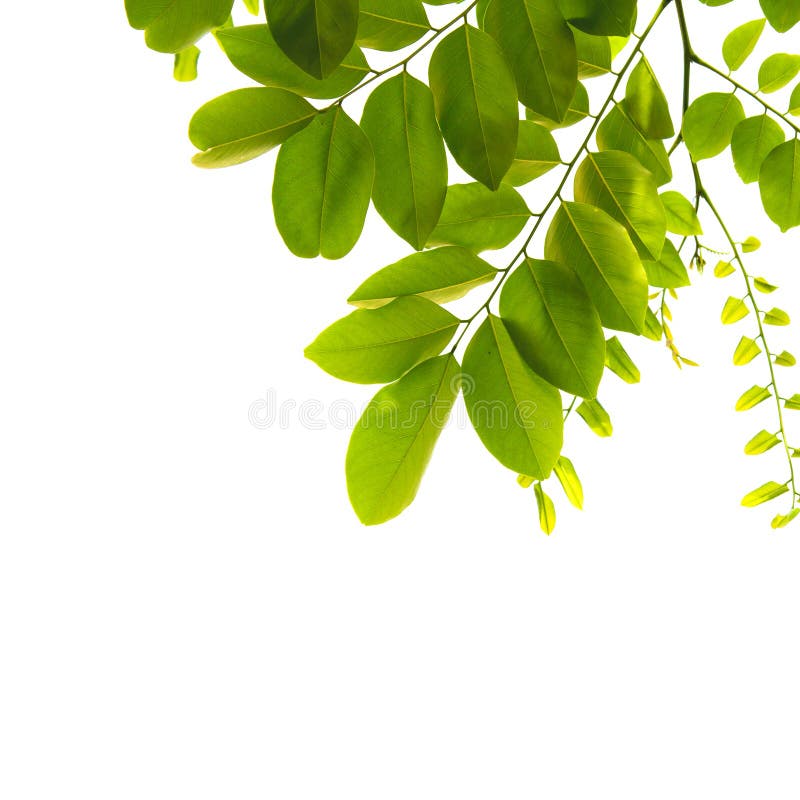 Green Spring Leaves on White Background Stock Photo Image of rebirth