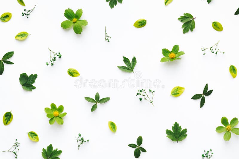 Green Leaves on White Background Stock Image - Image of pattern