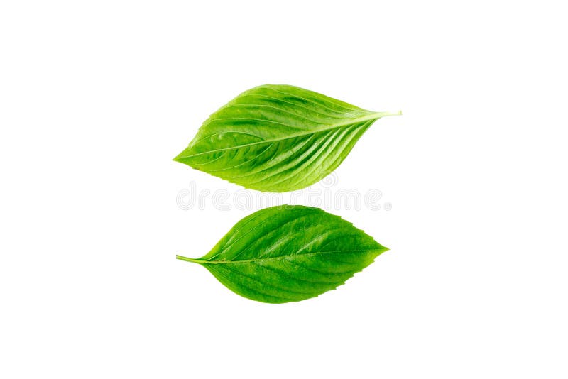 Green leaves on white backgrounds stock photography Green leaves on white backgrounds stock photography