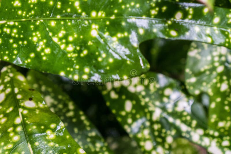 Tropical Green Plant With Dots On Leaves For Garden Decoration