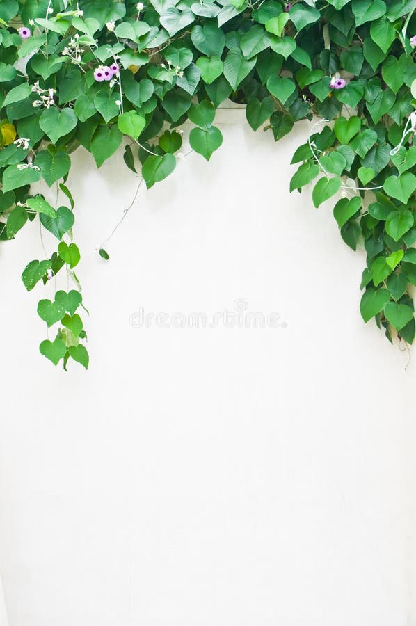 Green leaves on white wall stock photo. Image of outdoors 24900466